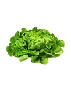 Salade laitue